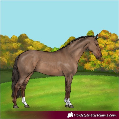 Horse Color:Liver Red Dun 