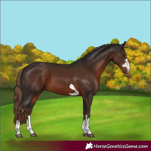 Horse Color:Liver Chestnut