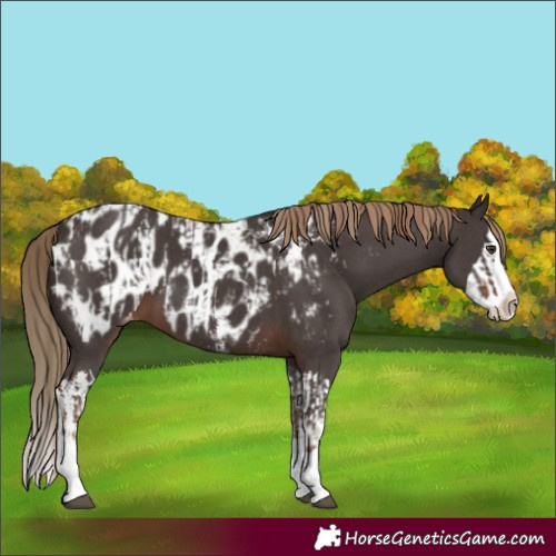 Horse Color:Liver Chestnut Sabino Splash Appaloosa and Liver Chestnut Sabino Splash Appaloosa
