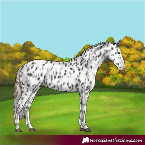 Horse Color:Liver Chestnut Sabino Splash Appaloosa and Liver Chestnut Sabino Splash Appaloosa Rabicano