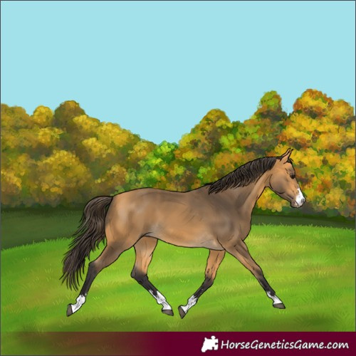 Horse Color:Buckskin