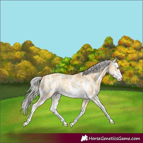 Horse Color:Silver Amber Cream Champagne Dun Sabino Splash Appaloosa 