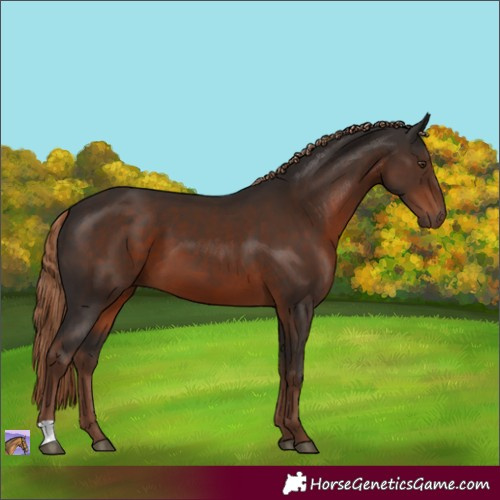 Horse Color:Liver Chestnut 