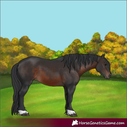 Horse Color:Brown 