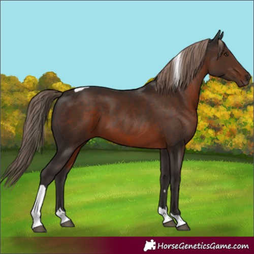 Horse Color:Liver Chestnut Tobiano 