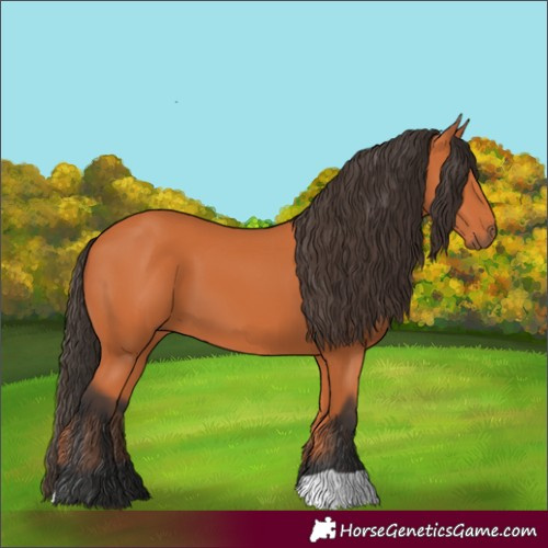 Horse Color:Bay 