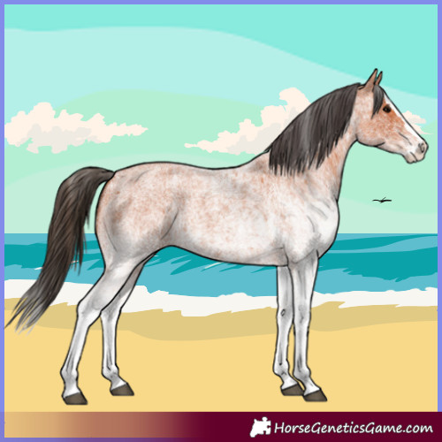Horse Color:White Spotted Bay Roan Splash and White Spotted Bay Roan Splash
