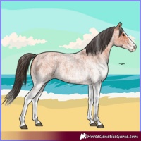 Horse Color:White Spotted Bay Roan Splash and White Spotted Bay Roan Splash
