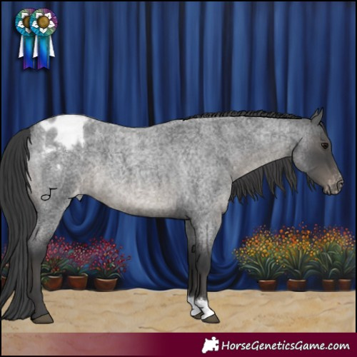 Horse Color:Blue Roan Varnish