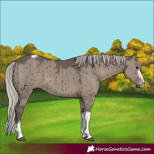 Horse Color:Silver Grullo Sabino Tobiano Brindle 