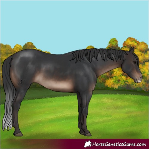 Horse Color:Brown Sabino