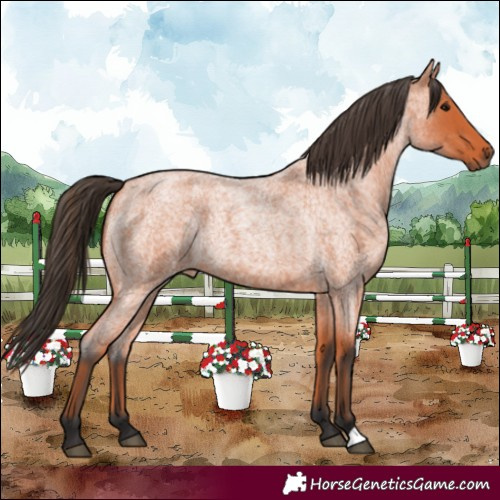 Horse Color:Bay Roan