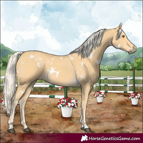 Horse Color:White Spotted Palomino