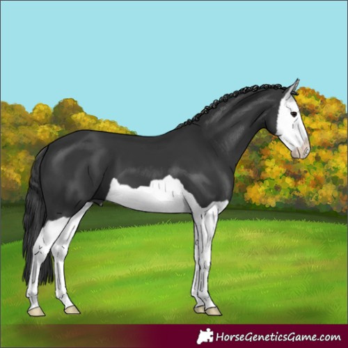 Horse Color:Black Splash
