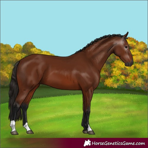 Horse Color:Gray Bay 