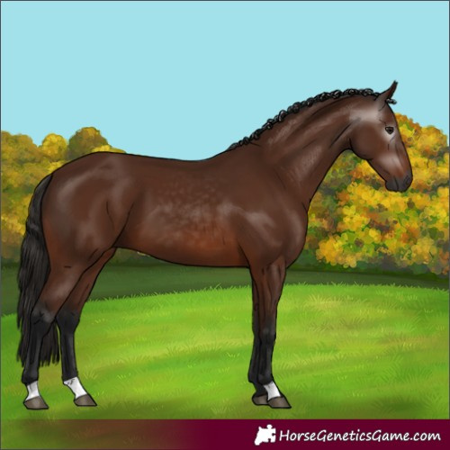 Horse Color:Gray Bay