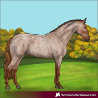 Horse Color:Gray Red Roan 