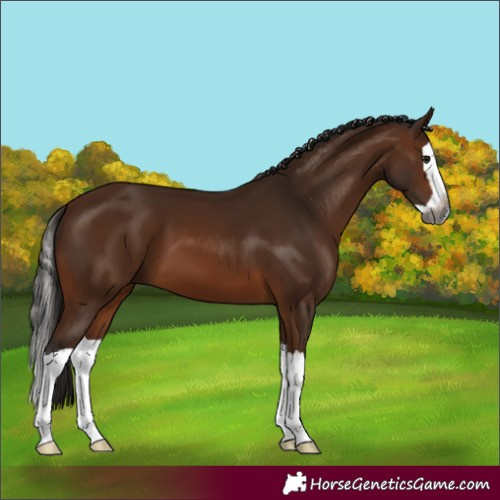 Horse Color:Gray Bay Splash 