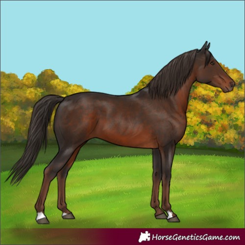 Horse Color:Liver Chestnut