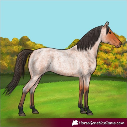 Horse Color:Bay Roan