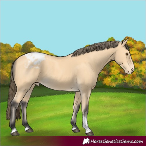Horse Color:Buckskin Tobiano Appaloosa 