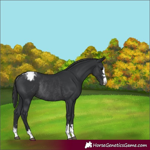 Horse Color:Unknown 