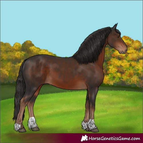 Horse Color:Liver Chestnut