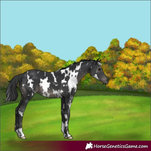 Horse Color:White Spotted Black