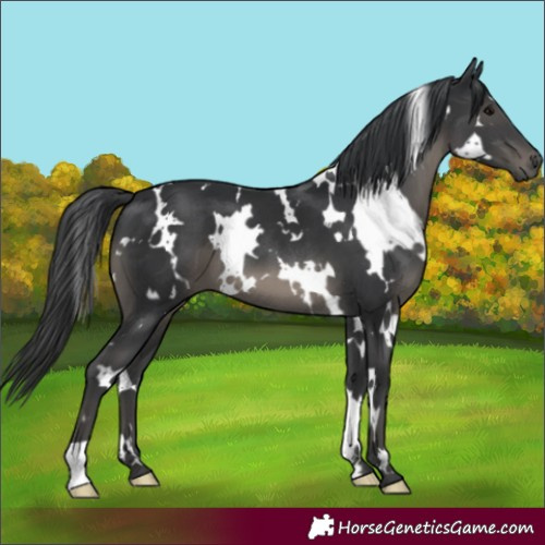 Horse Color:White Spotted Black