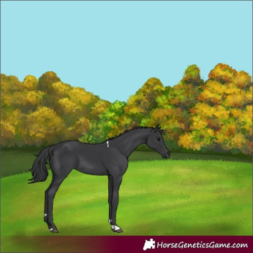 Horse Color:Black Tobiano 