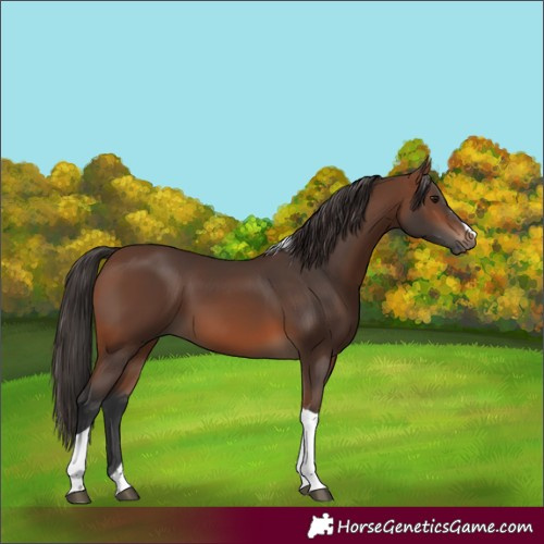 Horse Color:Brown Tobiano 