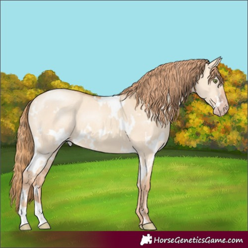 Horse Color:White Spotted Gold Champagne Dun 