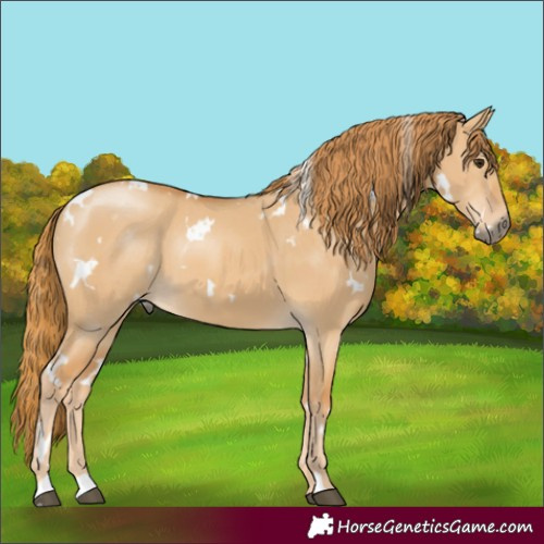 Horse Color:White Spotted Red Dun 