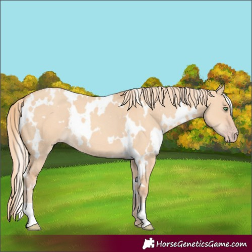 Horse Color:White Spotted Gold Champagne Dun 