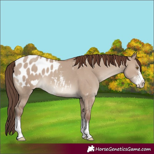 Horse Color:Classic Champagne Dun Sabino Appaloosa
