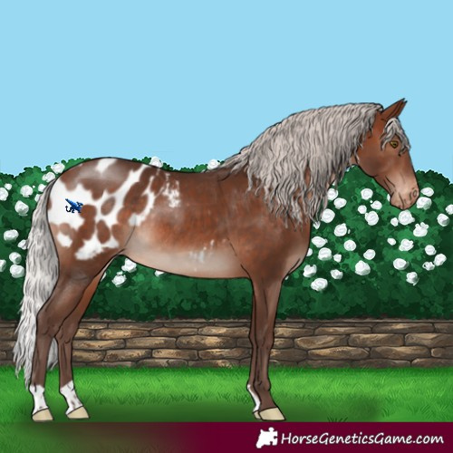 Horse Color:Silver Brown Mushroom Blanket Rabicano