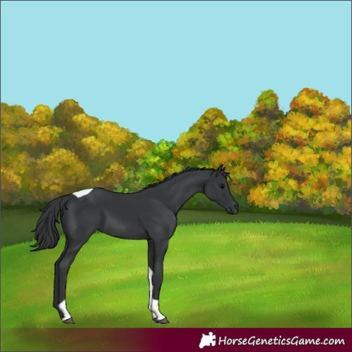 Horse Color:Black Tobiano 