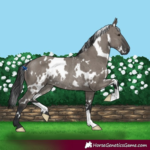 Horse Color:White Spotted Grullo Mushroom Rabicano Brindle 
