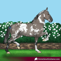 Horse Color:White Spotted Grullo Mushroom Rabicano Brindle