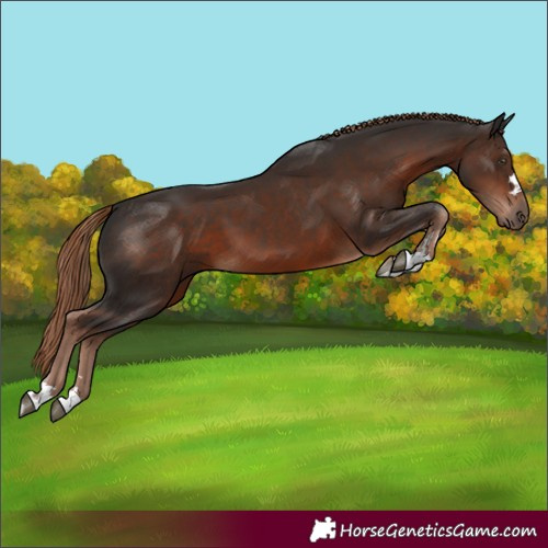 Horse Color:Liver Chestnut 