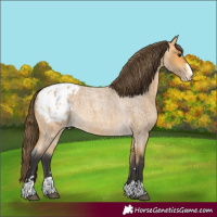 Horse Color:Buckskin Roan Appaloosa