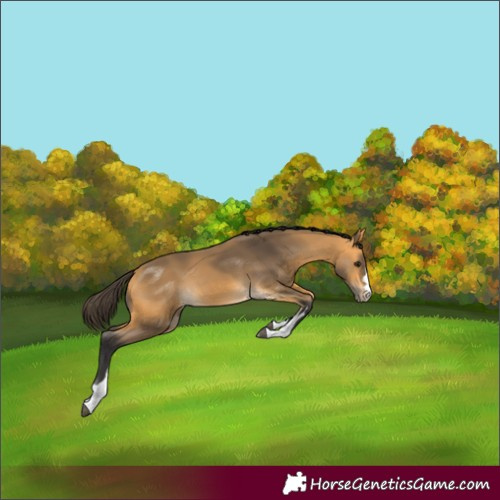 Horse Color:Buckskin