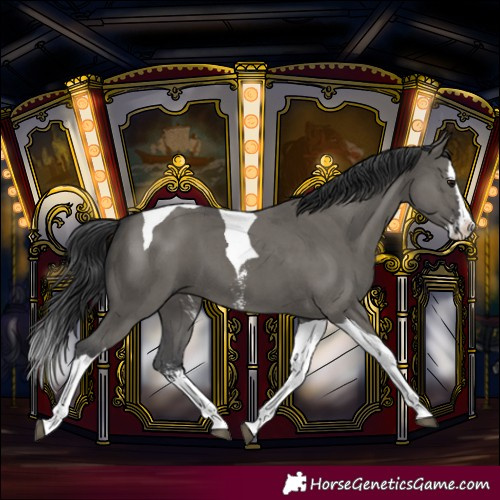 Horse Color:Grullo Sabino Splash Tobiano