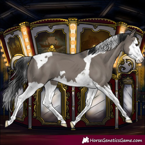 Horse Color:Grullo Splash Tobiano 