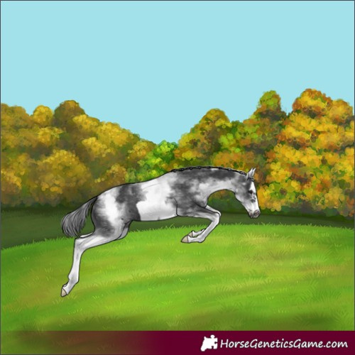 Horse Color:White Spotted Black Splash Frame 