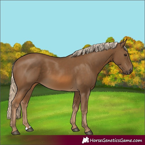 Horse Color:Chocolate Palomino