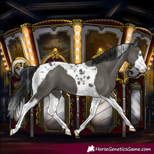 Horse Color:Grullo Splash Tobiano 