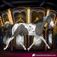 Horse Color:Grullo Splash Tobiano