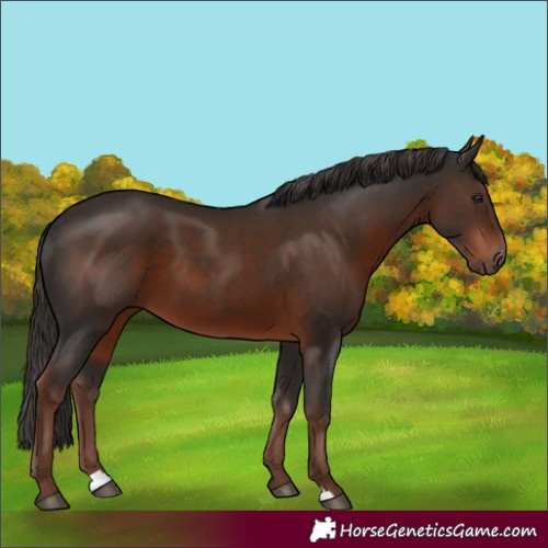 Horse Color:Liver Chestnut