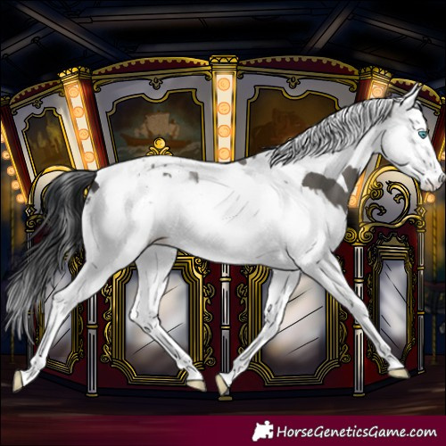 Horse Color:Grullo Splash Tobiano 